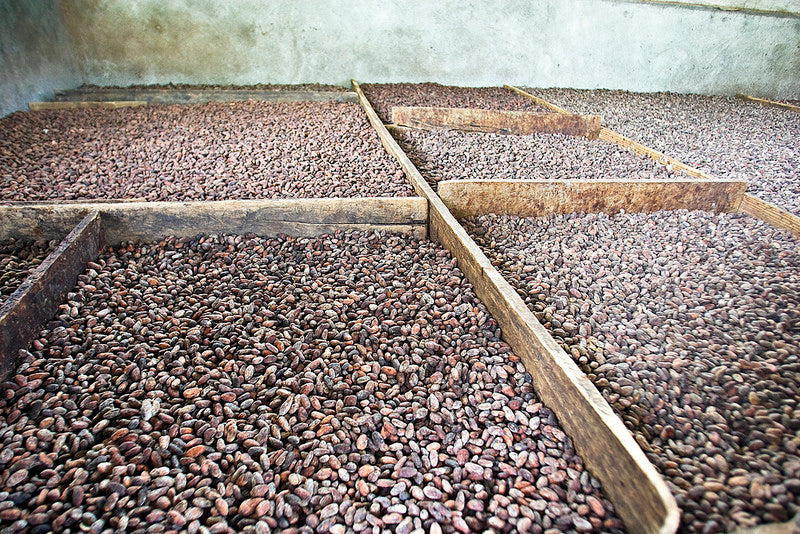 Fermentación